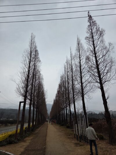 메타세콰이어길